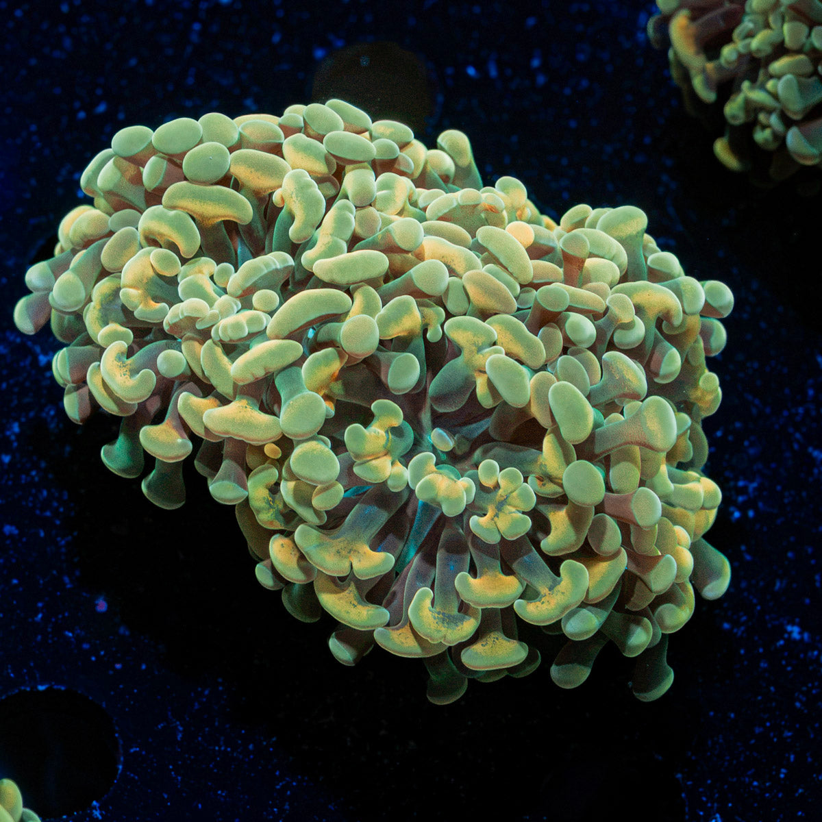 Golden Hammer Euphyllia Coral with branching fleshy heads in reef aquarium