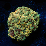 Golden Hammer Euphyllia Coral with branching fleshy heads in reef aquarium