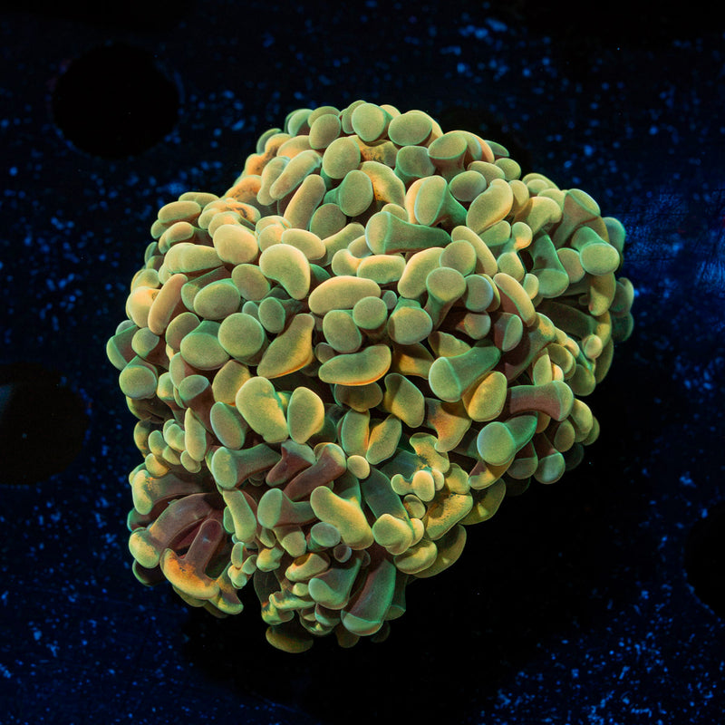 Golden Hammer Euphyllia Coral with branching fleshy heads in reef aquarium