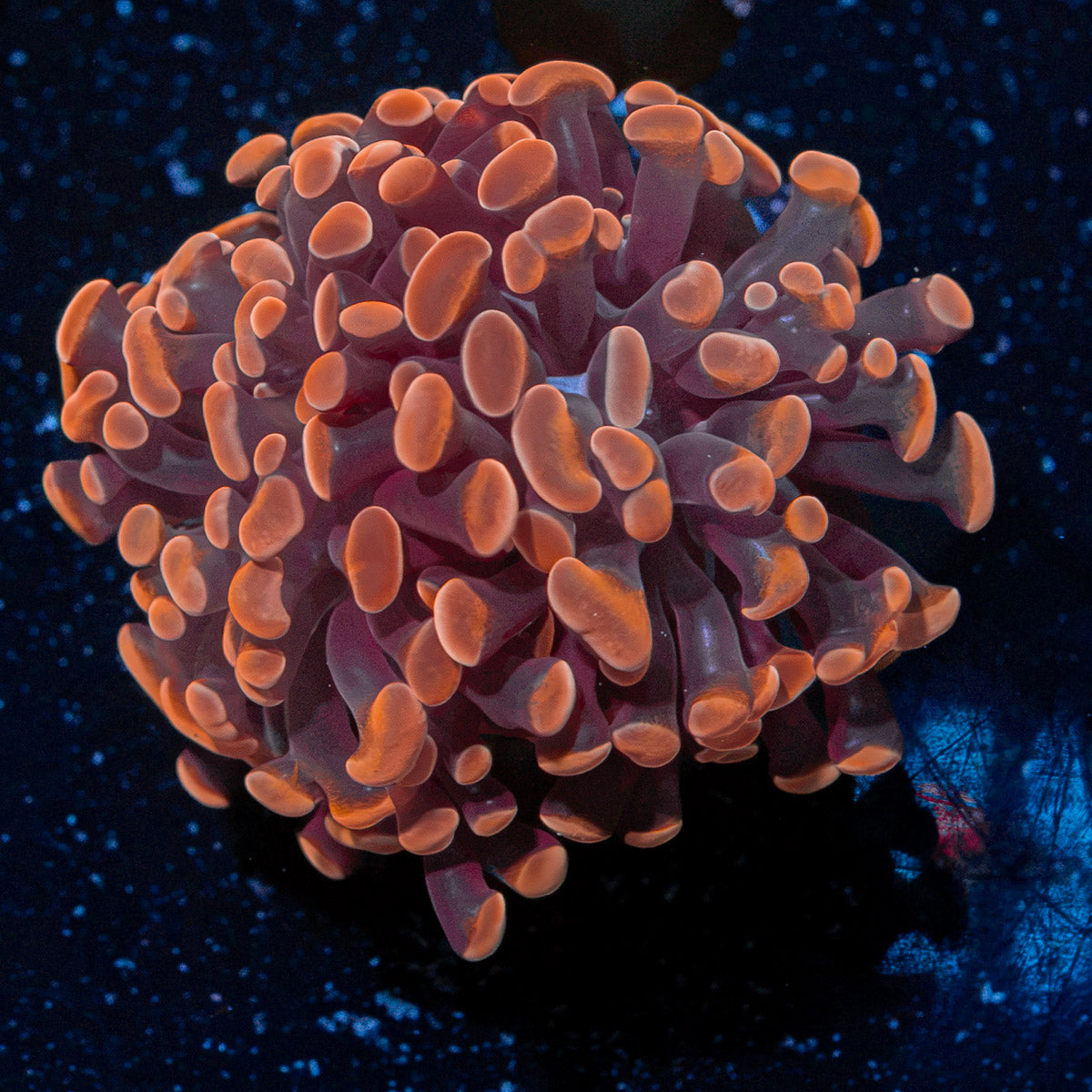 Rose Hammer Euphyllia Coral with branching fleshy heads in reef aquarium