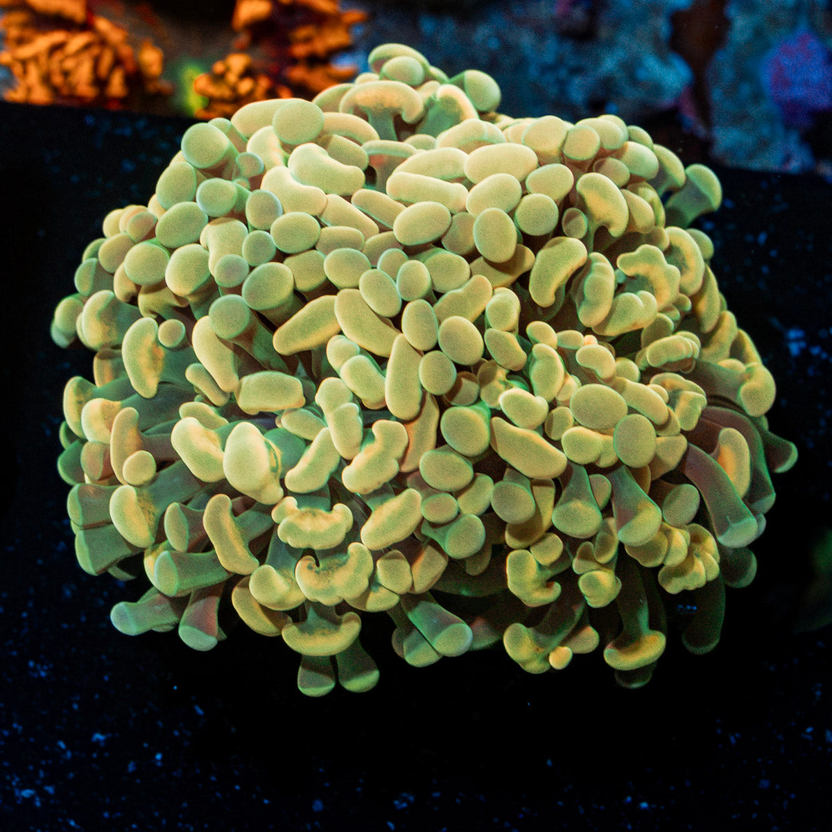 Golden Hammer Euphyllia Coral with branching fleshy heads in reef aquarium
