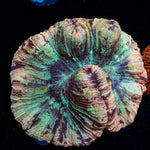 Pinky Rimmed Trachyphyllia Coral with fleshy open polyp in reef aquarium
