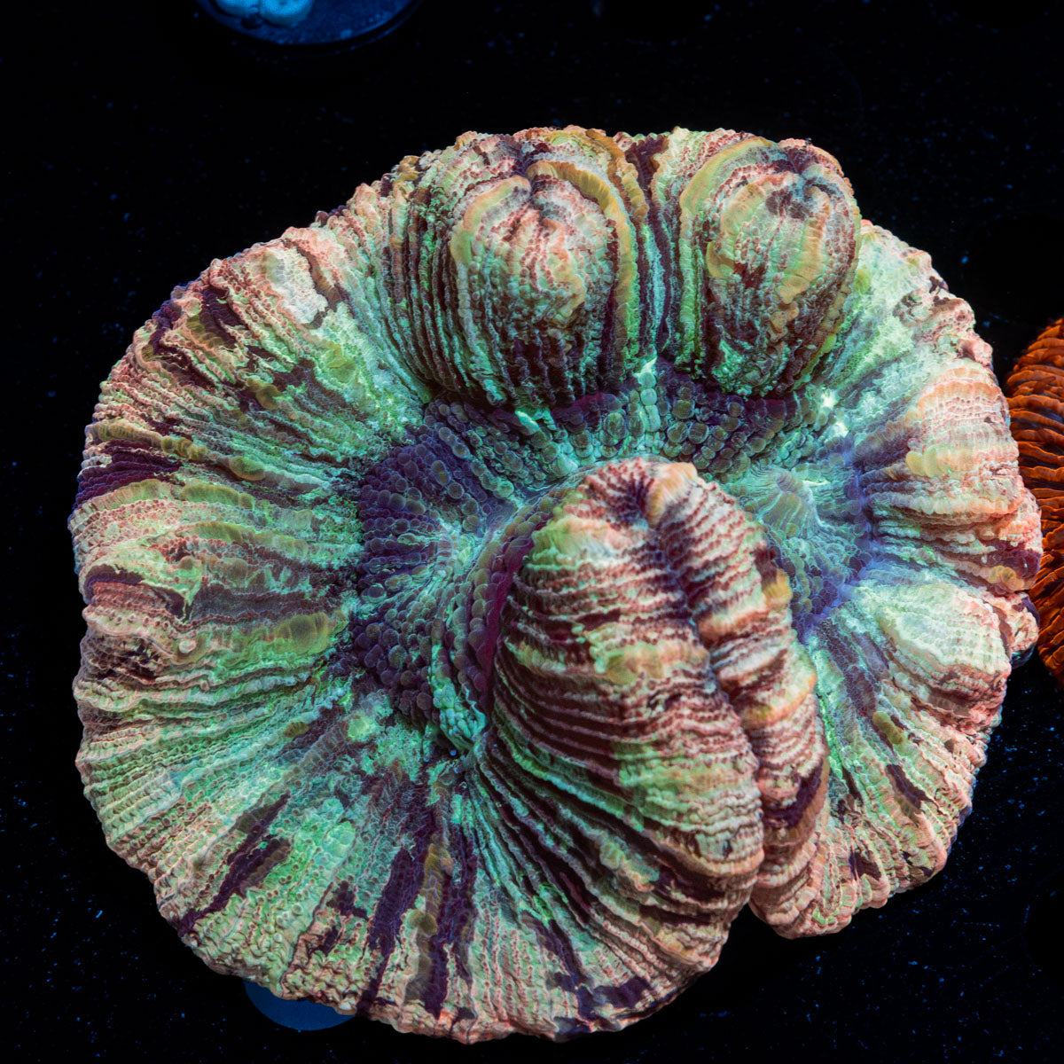 Pinky Rimmed Trachyphyllia Coral with fleshy open polyp in reef aquarium