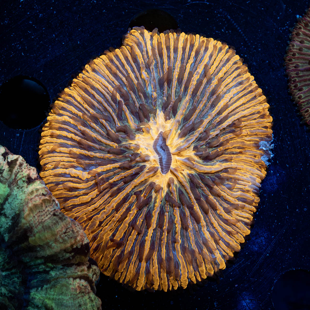 Fungia Plate Coral with fleshy open polyp in reef aquarium