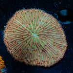 Fungia Plate Coral with fleshy open polyp in reef aquarium