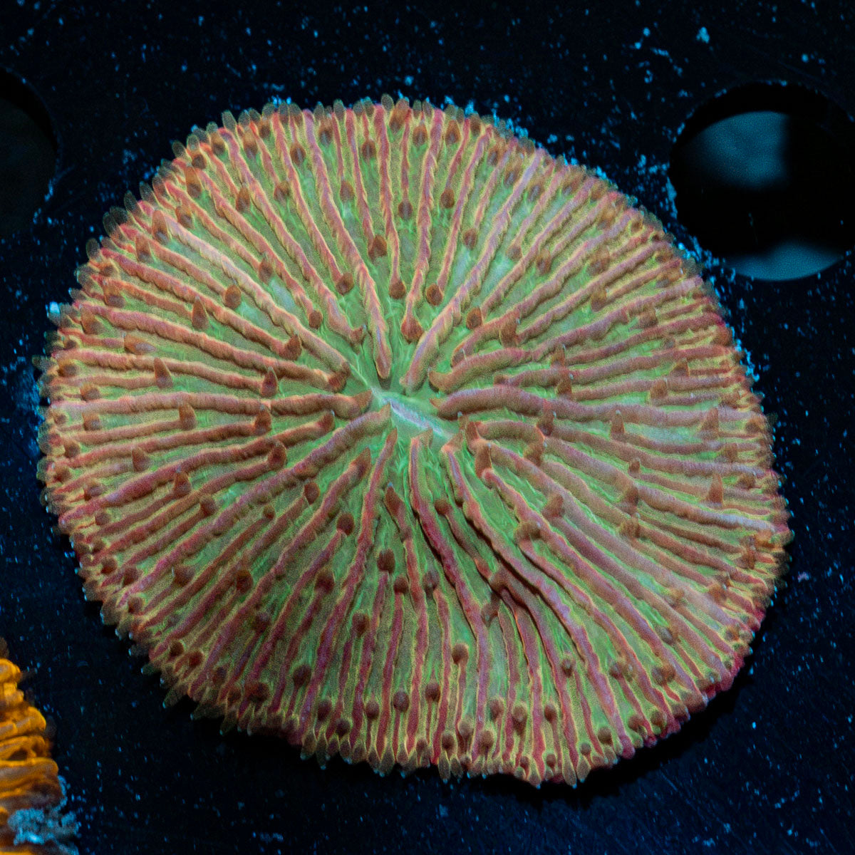 Fungia Plate Coral with fleshy open polyp in reef aquarium