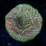Bi color Fungia Coral with mushroom disc in reef aquarium
