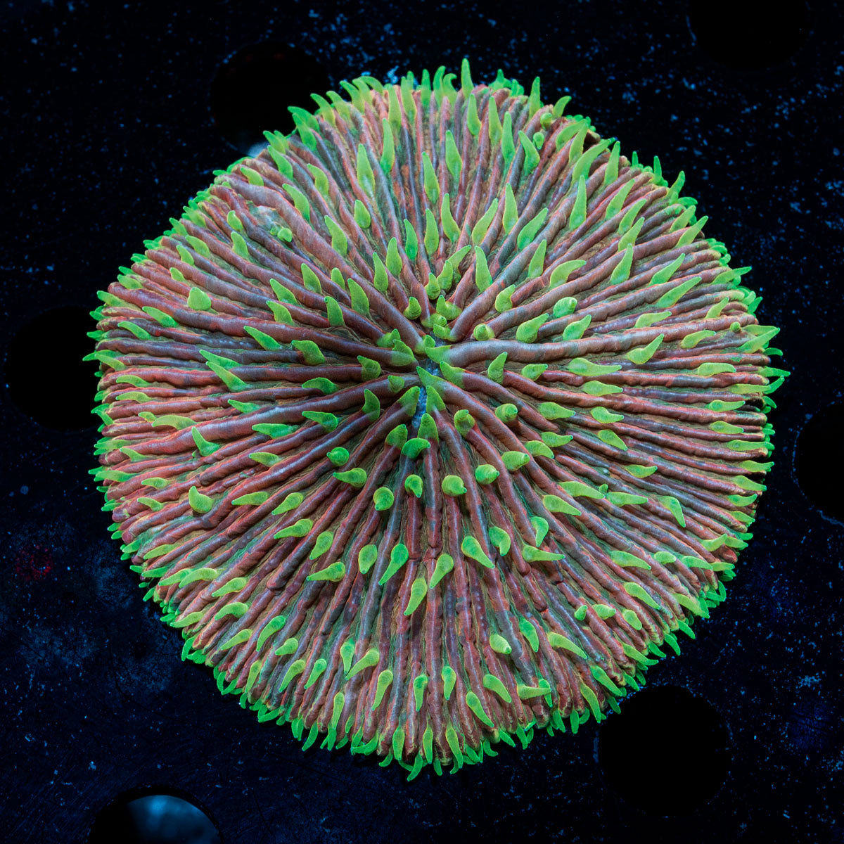 Bi color Fungia Coral with mushroom disc in reef aquarium