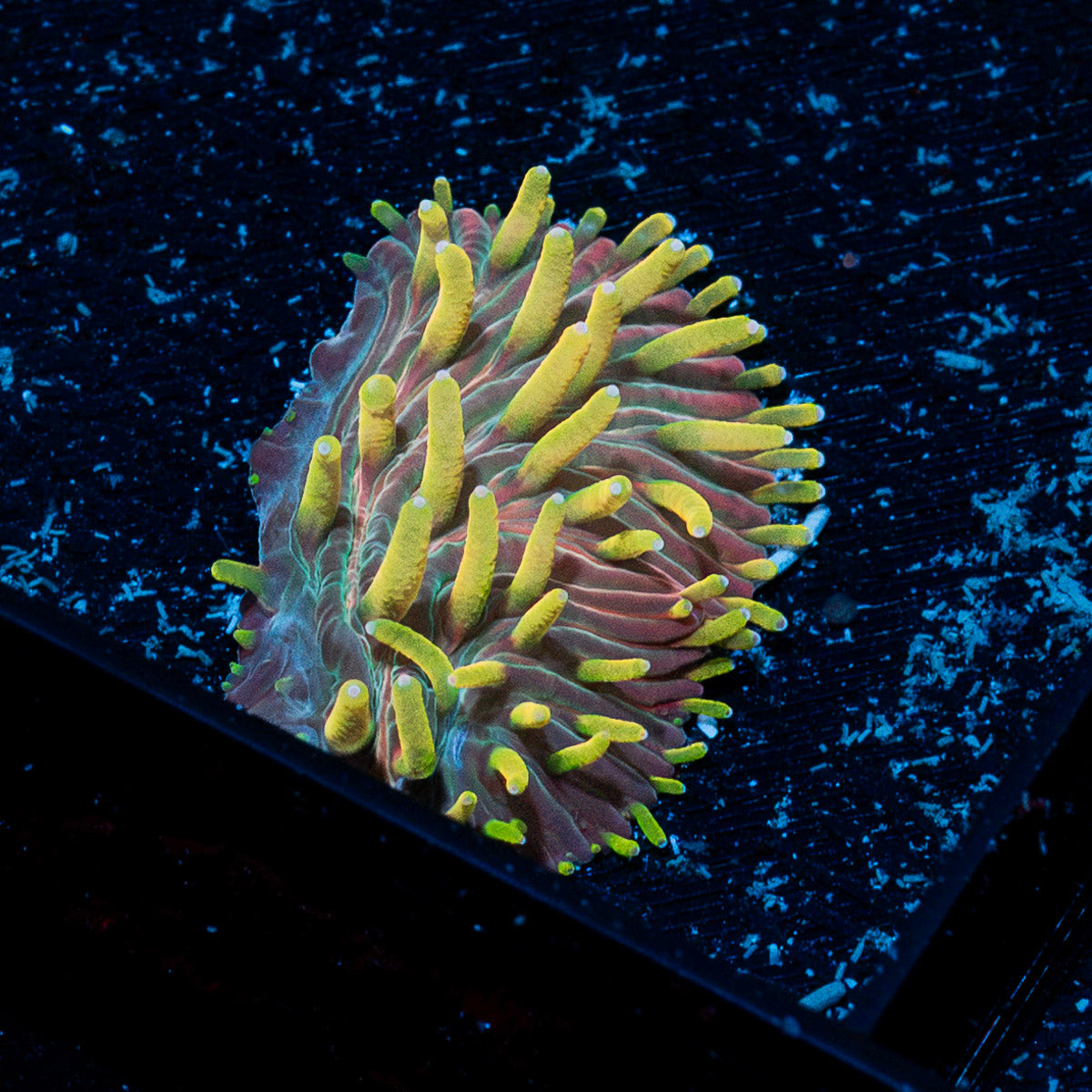 Martian Thunderstorm Diaseris Plate coral with distinctive plate-like structure in reef aquarium