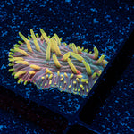 Martian Thunderstorm Diaseris Plate coral with distinctive plate-like growth in reef aquarium