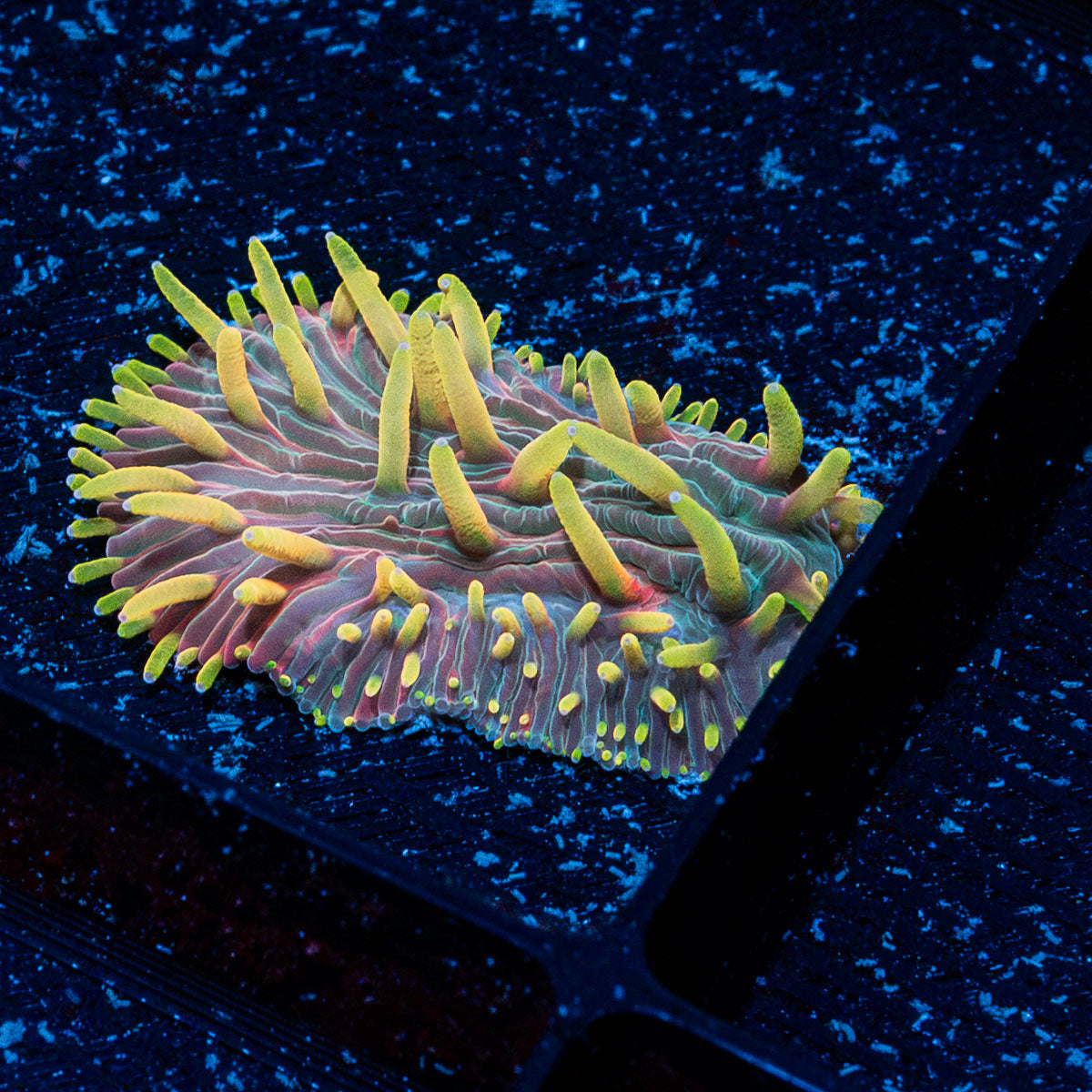 Martian Thunderstorm Diaseris Plate coral with distinctive plate-like growth in reef aquarium