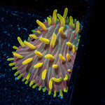 Martian Thunderstorm Diaseris Plate coral with distinctive plate-like growth in reef aquarium