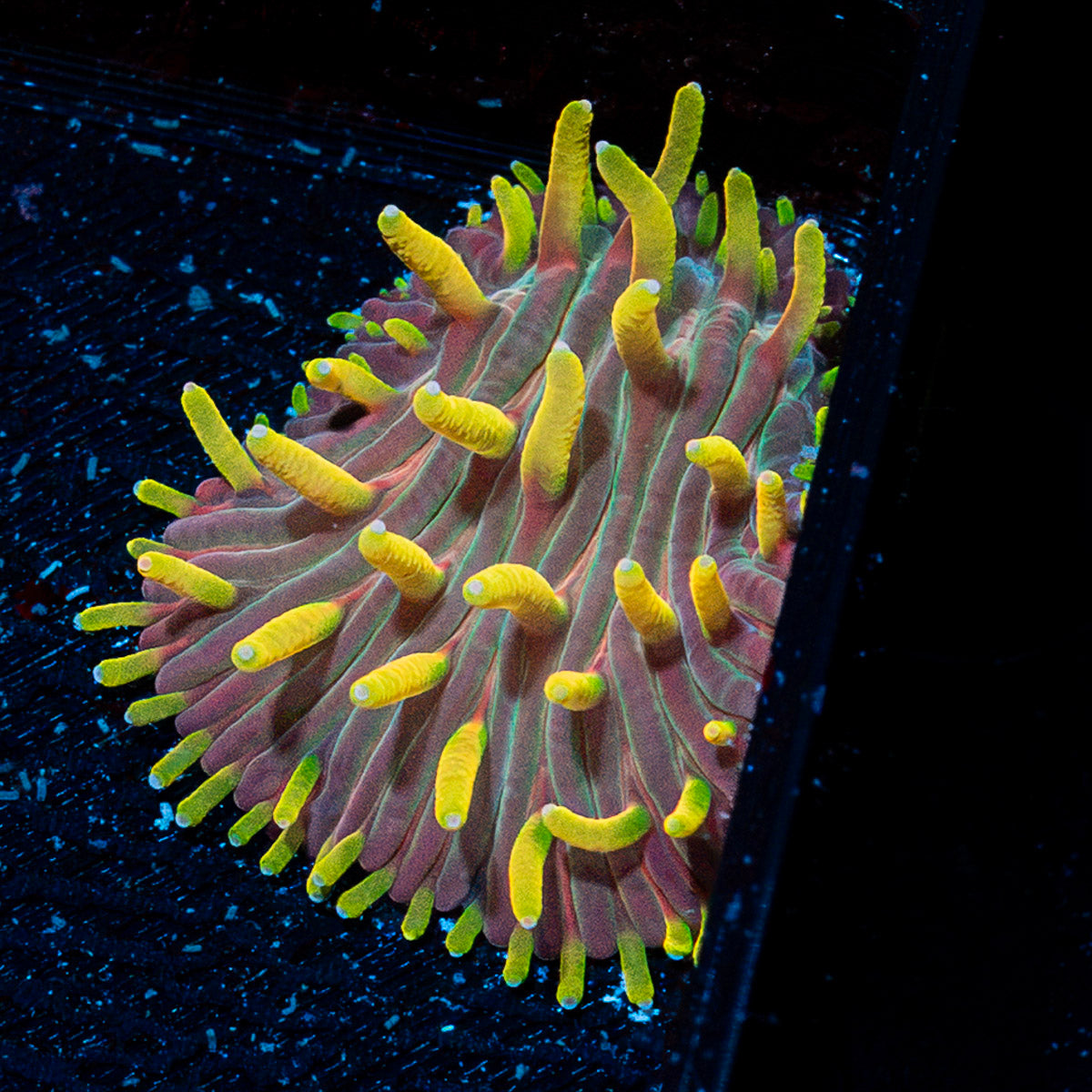Martian Thunderstorm Diaseris Plate coral with distinctive plate-like growth in reef aquarium
