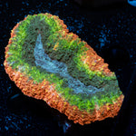 Volcanic Lobophyllia Coral with fleshy open polyp in reef aquarium