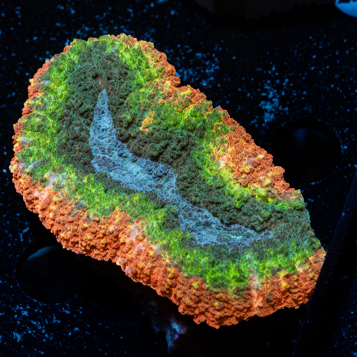 Volcanic Lobophyllia Coral with fleshy open polyp in reef aquarium