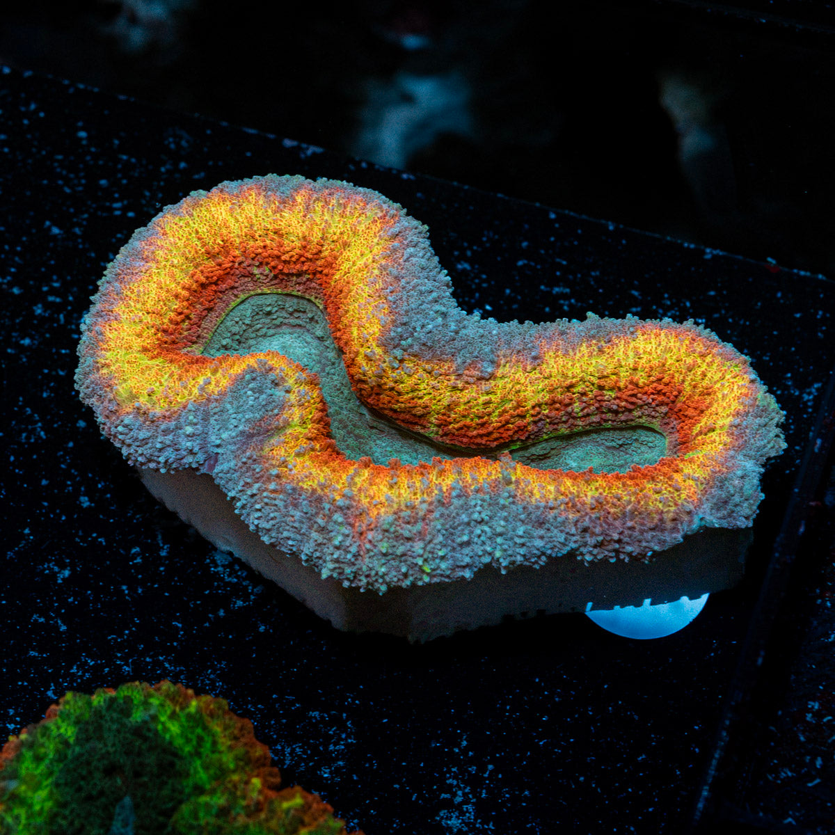 Volcanic Lobophyllia Coral with fleshy open polyp in reef aquarium