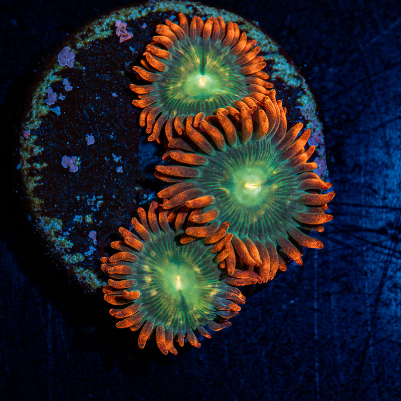 Blueberry Yum Yum Zoanthid  Coral