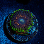 Psychosis Zoanthid Coral colony growth in reef aquarium