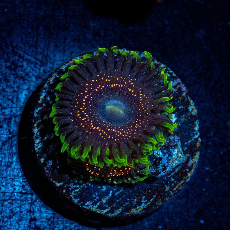 Psychosis Zoanthid Coral