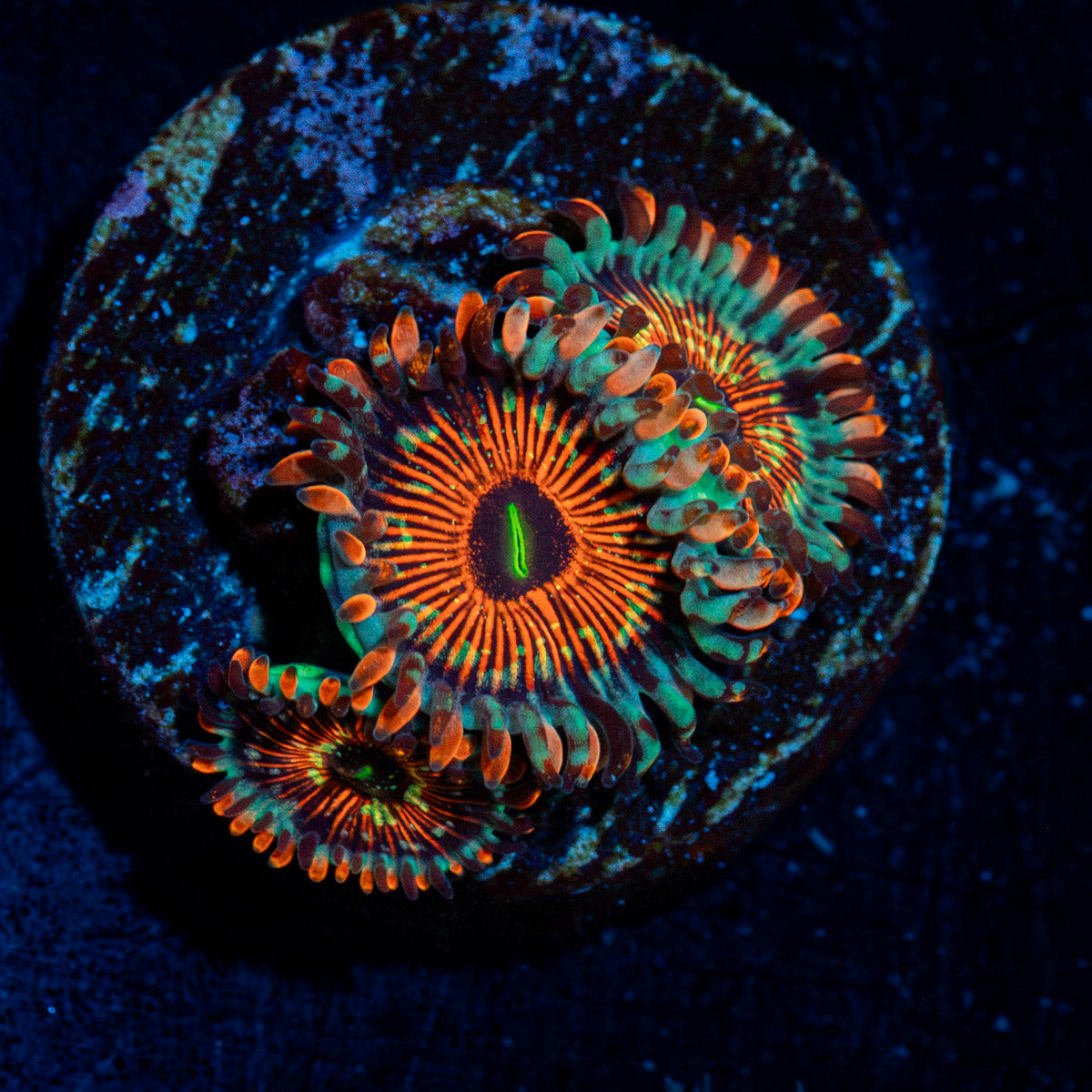 Seduction Zoanthid Coral with colony growth in reef aquarium