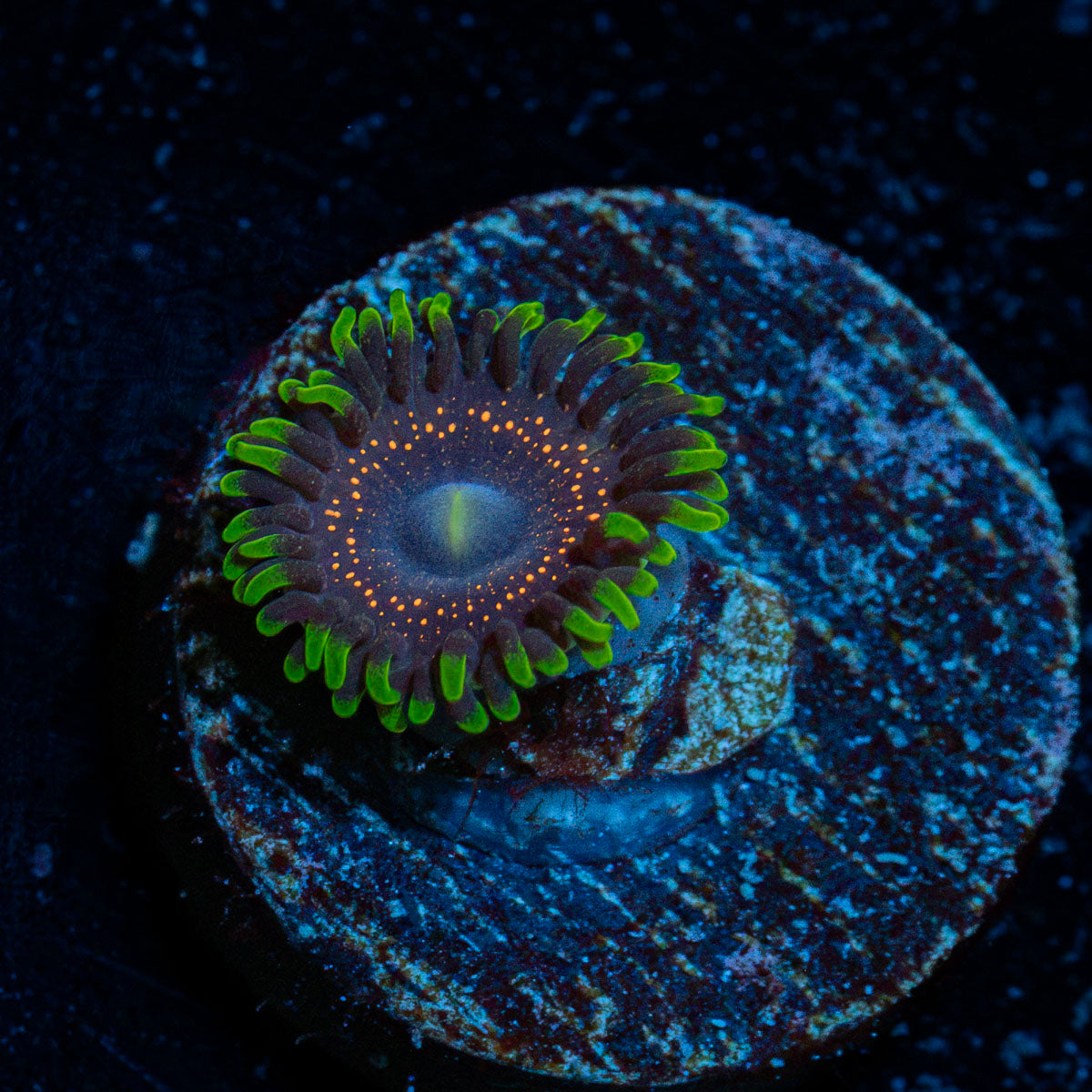 Psychosis Zoanthid Coral with colony growth in reef aquarium