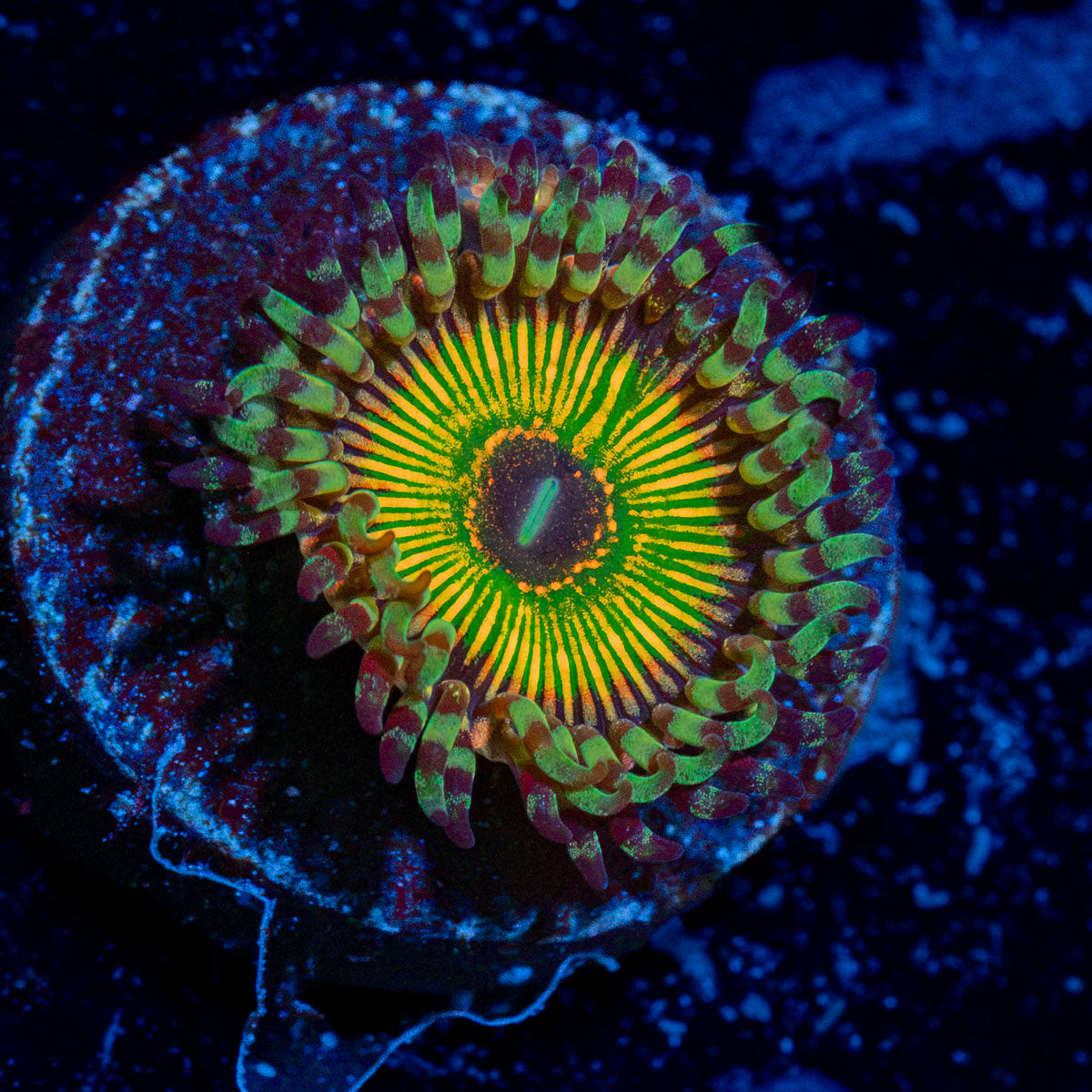 Hyper Jubilee Zoanthid Coral with colony growth in reef aquarium