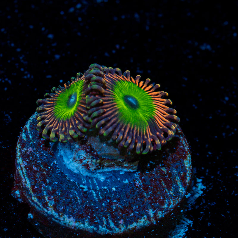 Candy Apple Pink Zoanthid Coral