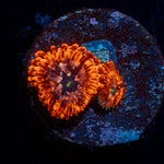 Utter Chaos Zoanthid Coral colony growth in reef aquarium