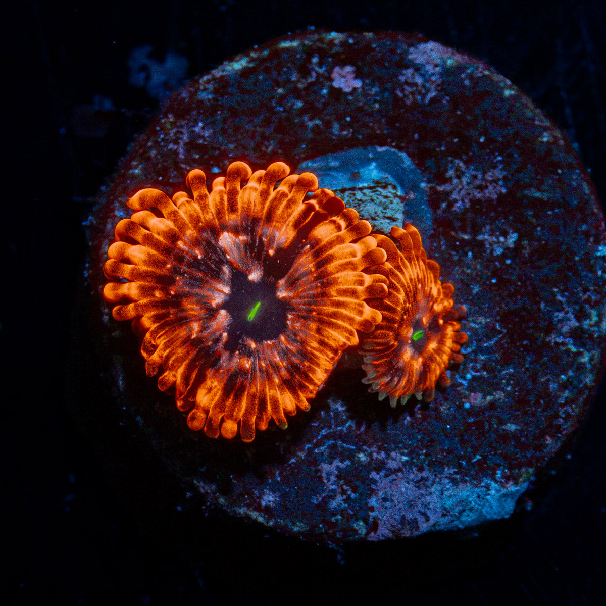 Utter Chaos Zoanthid Coral colony growth in reef aquarium