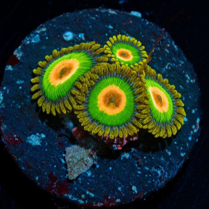 Rastas Zoanthid Coral