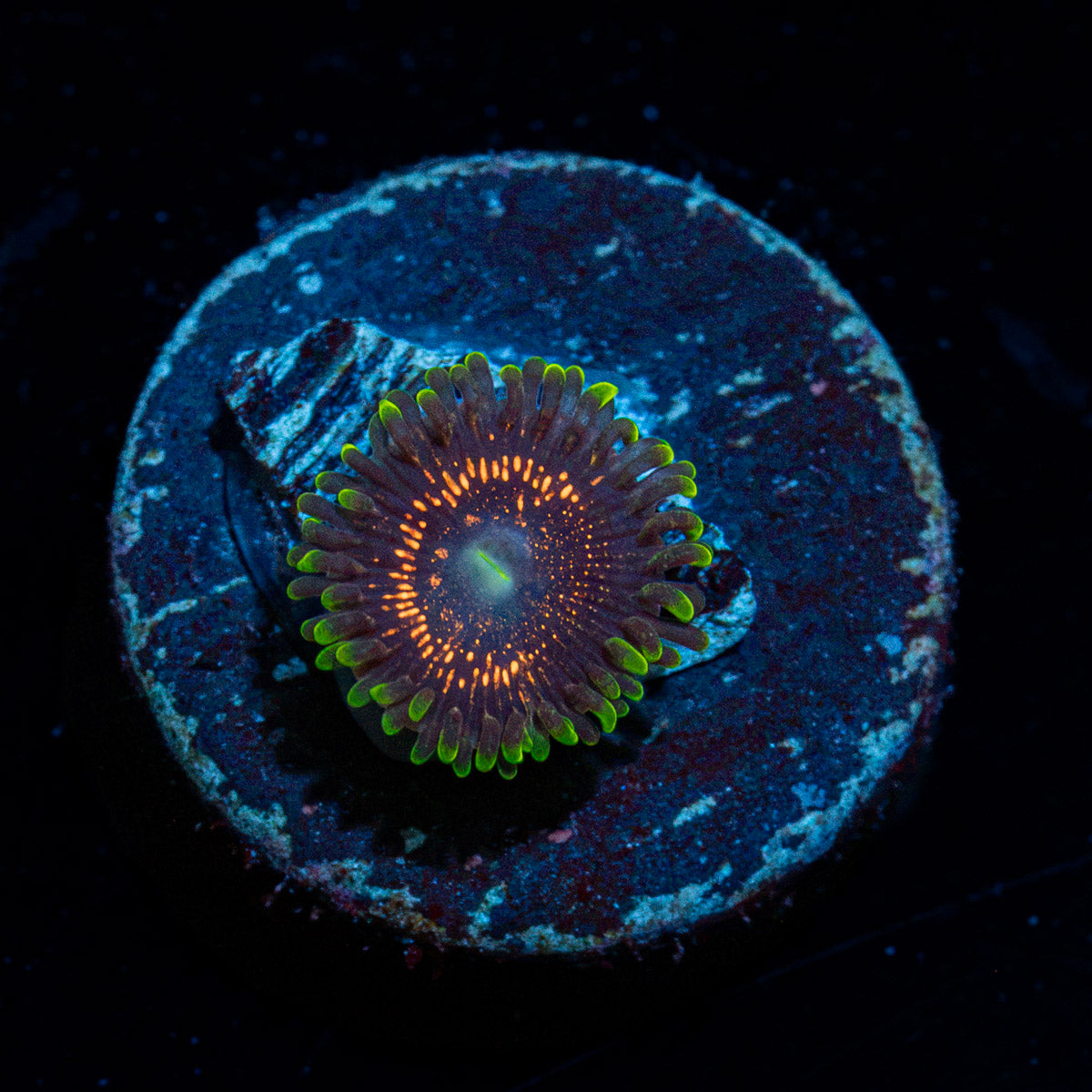Psychosis Zoanthid Coral colony growth in reef aquarium