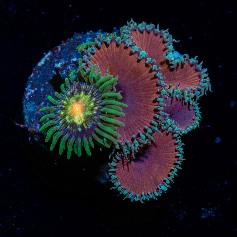Purple Death Zoanthid Coral