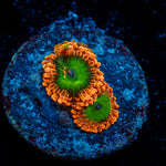 Oompa Loompa Zoanthid Coral colony growth in reef aquarium