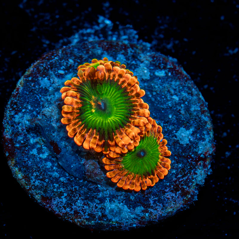 Oompa Loompa Zoanthid  Coral