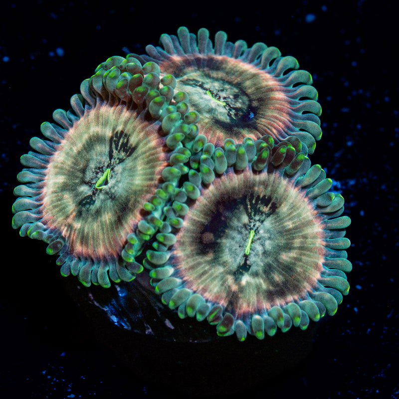 Milky Way Zoanthid  Coral