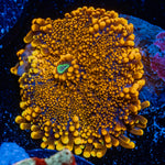 Sunbeam Yuma Mushroom Coral with mushroom disc in reef aquarium