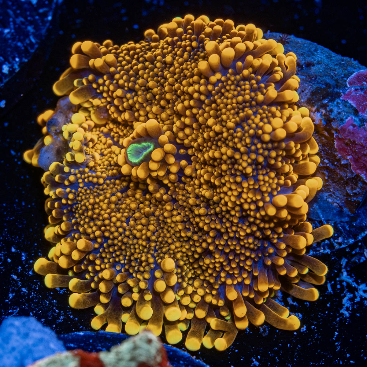 Sunbeam Yuma Mushroom Coral with mushroom disc in reef aquarium