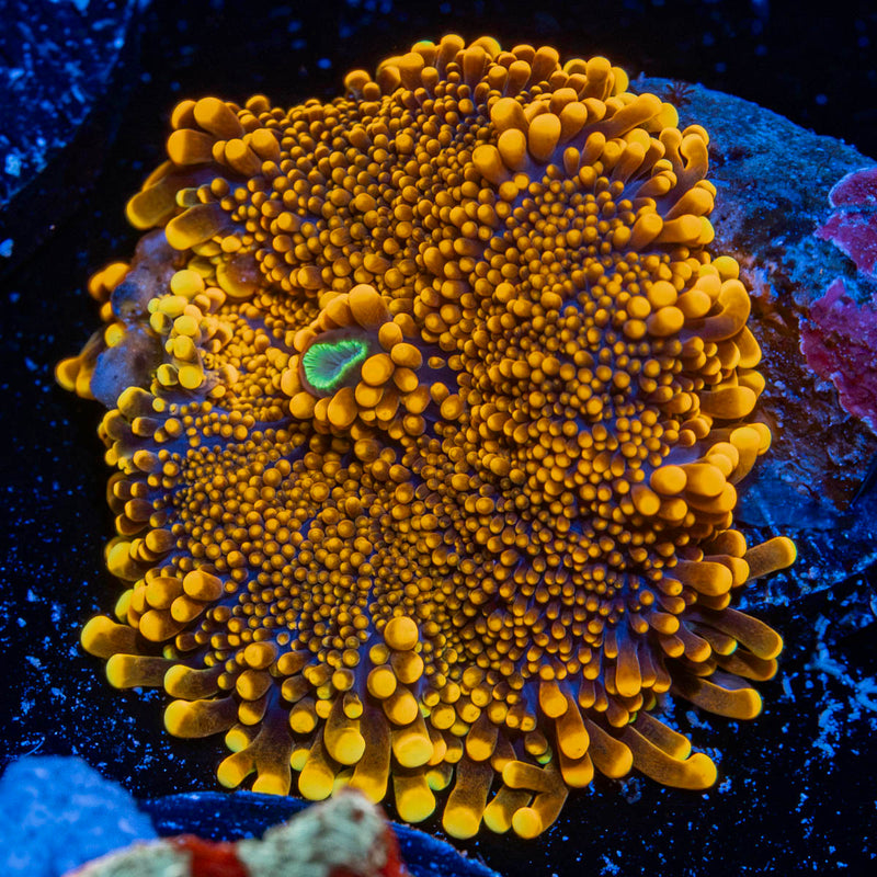TSA Sunbeam Yuma Mushroom Coral