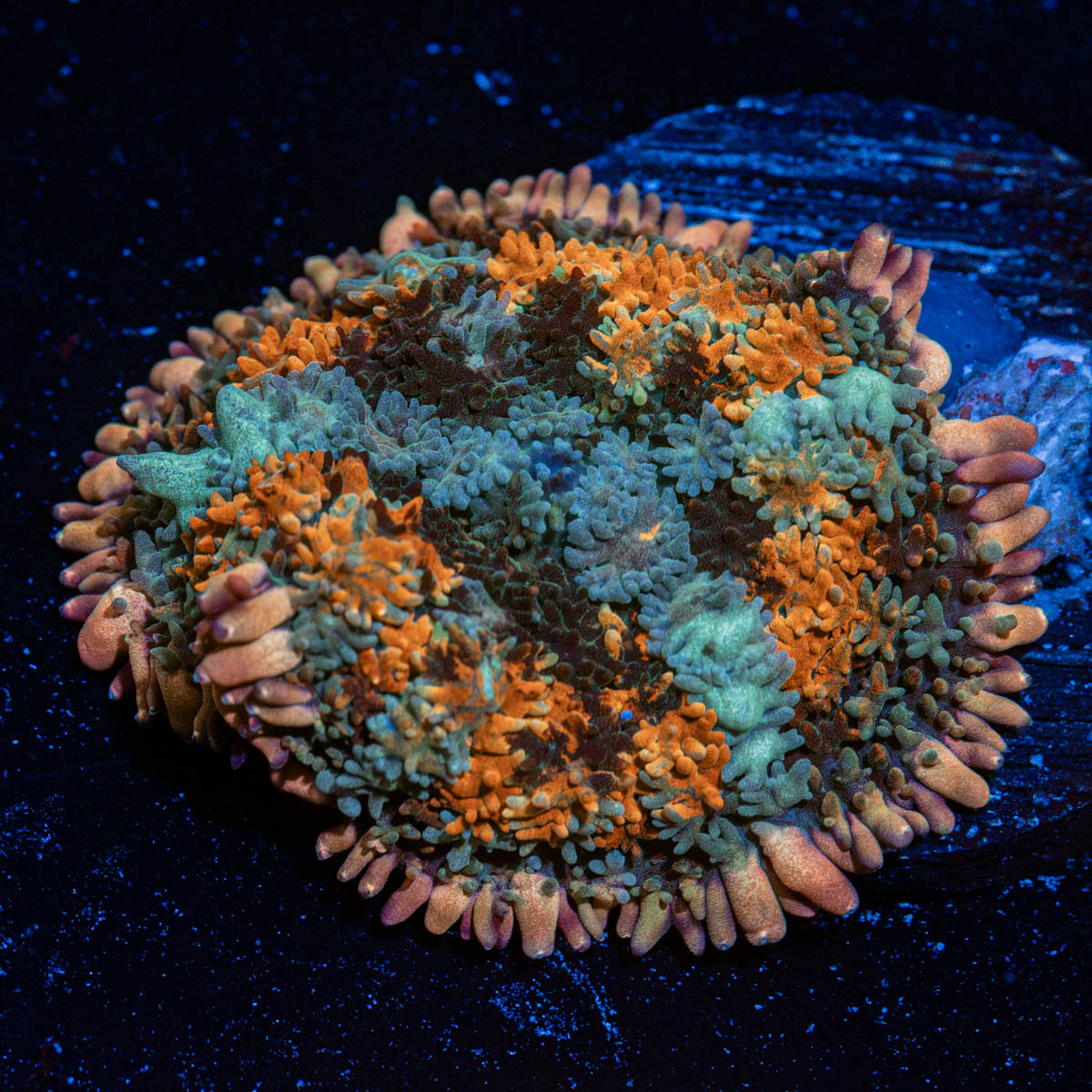 Rainbow Frankenstein Mushroom coral with colorful mushroom disc in reef aquarium