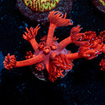 Red Bull Goniopora Coral with flower-like polyps in reef aquarium