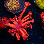 Red Bull Goniopora Coral with flower-like polyps in reef aquarium