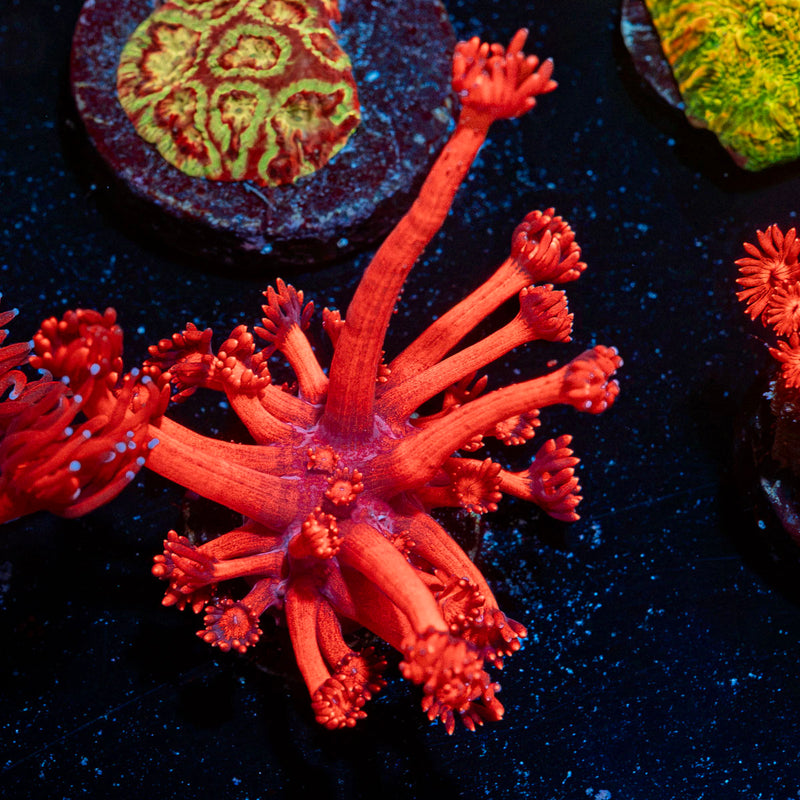 Red Bull Goniopora Coral with flower-like polyps in reef aquarium