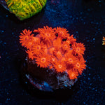 Red Bull Goniopora Coral with flower-like polyps in reef aquarium