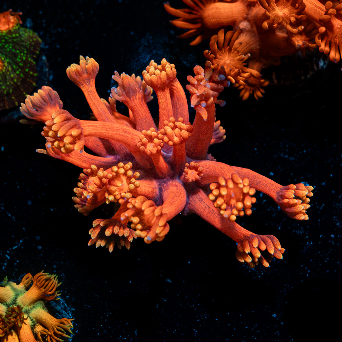 Iron Bandit Goniopora Coral with flower-like polyps in reef aquarium