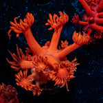Red Bull Goniopora Coral with flower-like polyps in reef aquarium