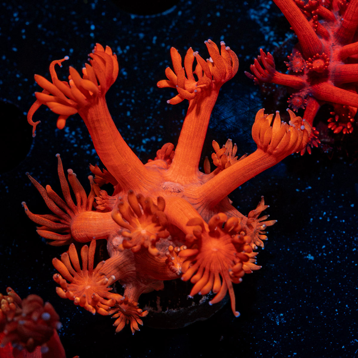 Red Bull Goniopora Coral with flower-like polyps in reef aquarium