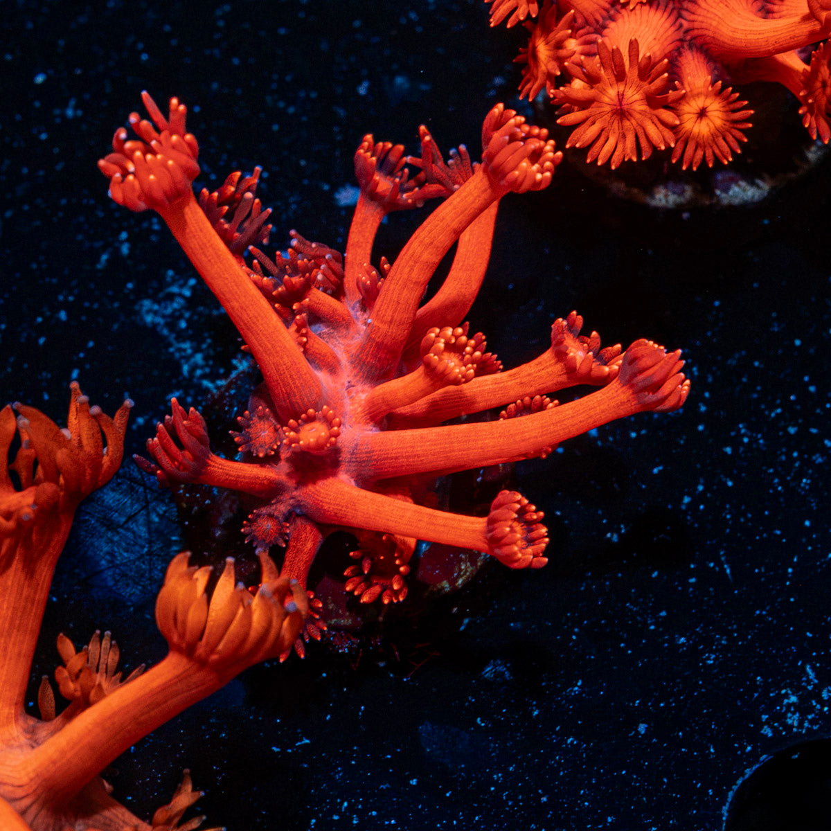 Red Bull Goniopora Coral with flower-like polyps in reef aquarium