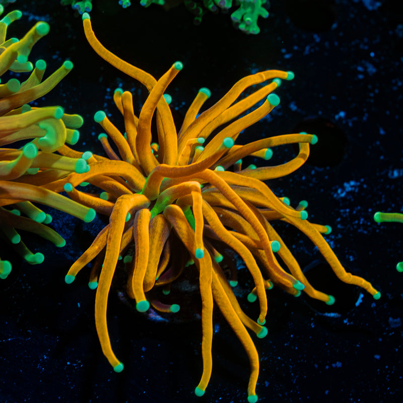 Tiger 2.0 Torch Euphyllia Coral with flowing tentacles in reef aquarium