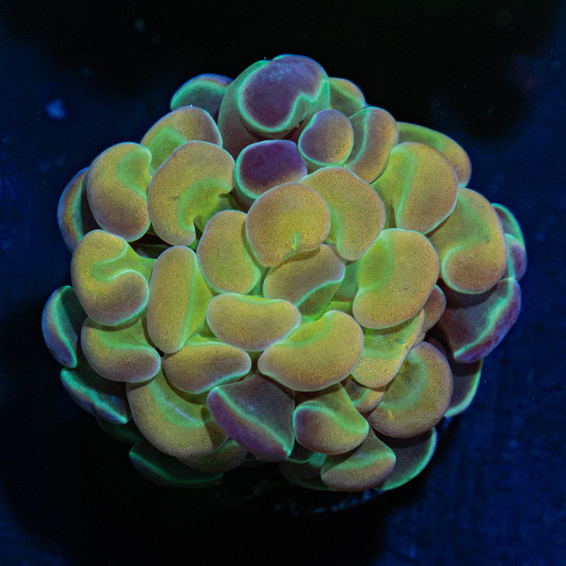 Hologram Hammer Coral