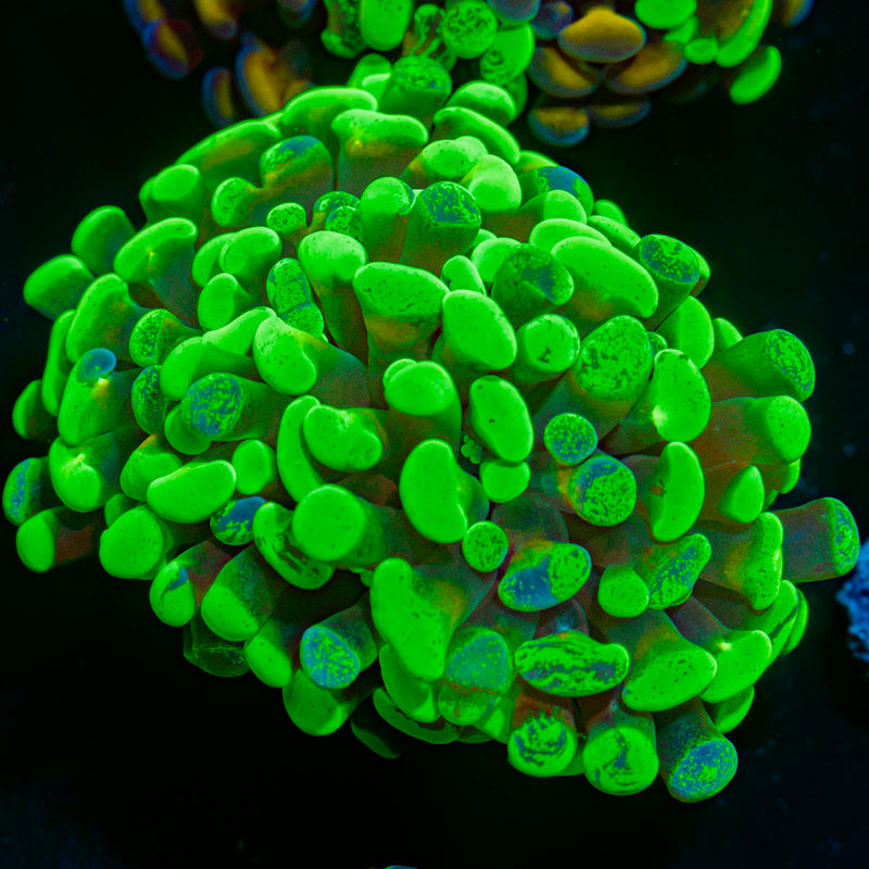 Sick & Twisted Hammer Coral